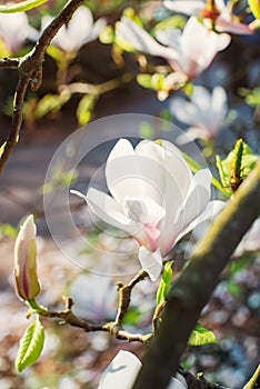 Flowering magnolia tree densely covered with beautiful fresh white and pink flowers in spring. Bright day sunshine. Vertical card