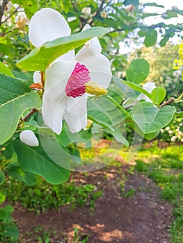 Flowering Magnolia tree. Magnolia sieboldii plant.