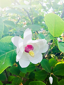 Flowering Magnolia tree. Magnolia sieboldii plant.