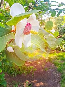 Flowering Magnolia tree. Magnolia sieboldii plant.