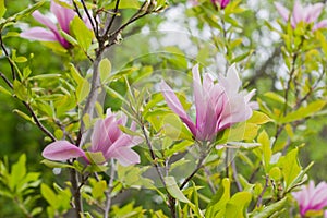Flowering Magnolia Tulip Tree.