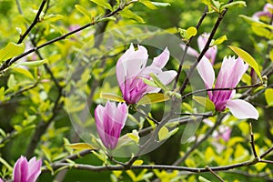 Flowering Magnolia Tulip Tree.