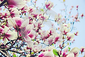 Flowering magnolias in the botanical garden. photo