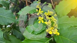 Flowering Mahonia aquifolium Oregon grape.