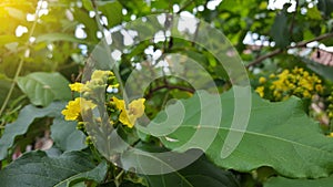 Flowering Mahonia aquifolium Oregon grape.