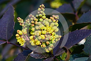 Flowering Mahonia aquifolium. Oregon-grape yellow blossom