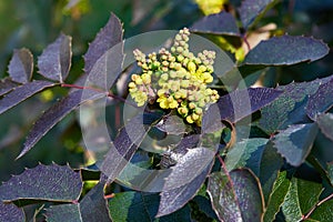 Flowering Mahonia aquifolium. Oregon-grape yellow blossom