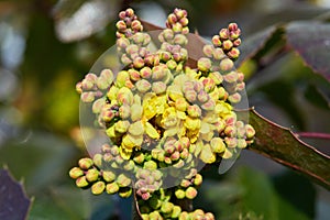 Flowering Mahonia aquifolium. Oregon-grape yellow blossom