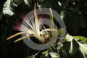 Flowering Malabar Chestnut shrub