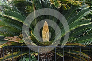 After flowering male flowers of cycad.