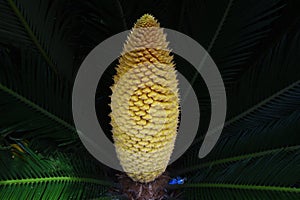 After flowering male flowers of cycad.
