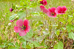 Flowering mallows with crimson red petals in meadow