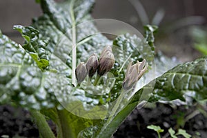 Flowering Mandragora