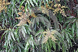 Flowering Mango Tree