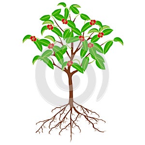 Flowering mangosteen tree with roots on a white background.