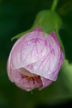 Flowering Maple (Abutilon)