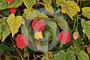 Flowering maple, flowers and leaves