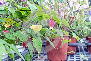 Flowering Maple(Trailing Abutilon)(Brazilian Bell Flower)