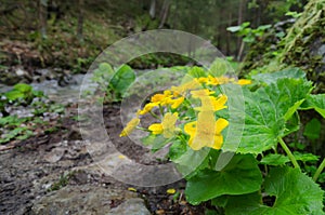 Flowering Marh Marigold in the Mala Fatra NP, Slovakia