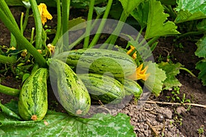 Flowering marrow with fruits