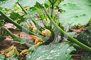 Flowering marrow plant with young fruits