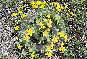 Flowering marsh marigold Caltha palustris
