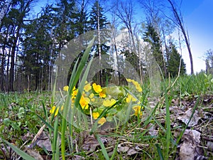 Flowering marsh marigold (Caltha palustris) blooms on a meadow