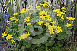 Flowering marsh marigold