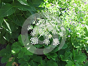 Flowering masterwort, Peucedanum ostruthium