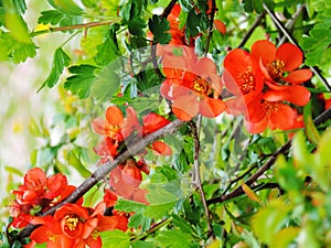 Red flowering mauleÃÂ´s quince in spring photo