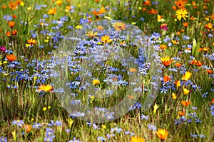 Flowering meadow