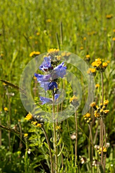 Flowering meadow.