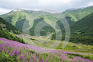 Flowering meadow, Belianske Tatras mountain, Slovakia