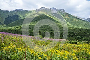 Flowering meadow, Belianske Tatras mountain, Slovakia