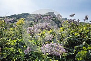 Flowering meadow, Belianske Tatras mountain, Slovakia