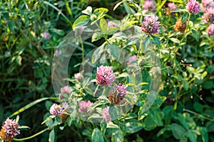 flowering meadow clover on a bright sunny spring day, spring mood, clover honey plant, close-up, selective focus photo