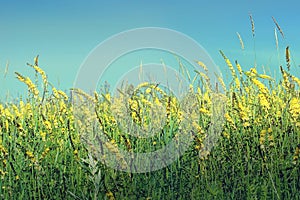 Flowering meadow field in summer yellow flowers. Agrimony medicinal