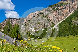 Flowering meadow flowers in an alp valley