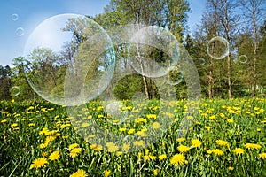 Flowering meadow and flying bubbles