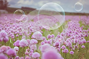 Flowering meadow and flying bubbles from bubble blower