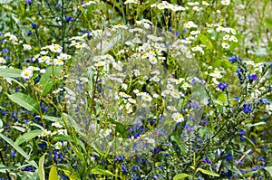 Flowering meadow herbs