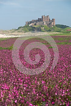 Flowering meadow near Bamburgh Castle, England