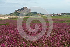 Flowering meadow near Bamburgh Castle, England