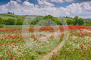 Flowering meadow with poppies and chervil, Val d`Orcia region, Province of Siena, Tuscany, Italy