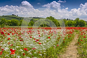 Flowering meadow with poppies and chervil, Val d`Orcia region, Province of Siena, Tuscany, Italy