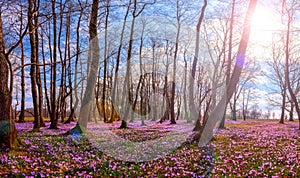 Flowering meadow with a purple crocus or saffron flowers in sunlight against an oak forest background, amazing sunny landscape