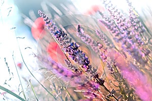 Flowering meadow purple flowers in grass