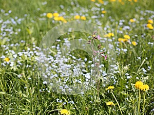 Flowering meadow with many flowers