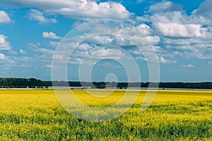 Flowering meadow in the sunny day. Summer landscape with a large field of yellow flowers, blue sky and trees in the distance