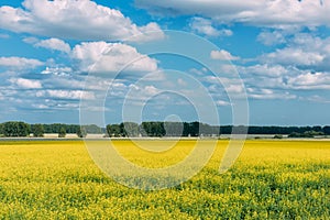 Flowering meadow in the sunny day. Summer landscape with a large field of yellow flowers, blue sky and trees in the distance